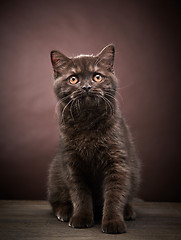 Image showing brown british short hair kitten, 3 month old