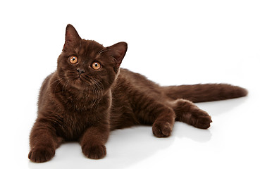 Image showing brown british short hair kitten, 3 month old