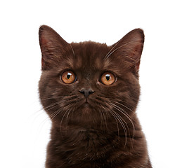 Image showing brown british short hair kitten, 3 month old