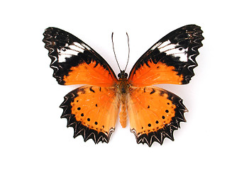 Image showing Butterfly On white