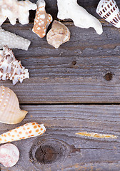 Image showing Frame of Conch Sea Shell