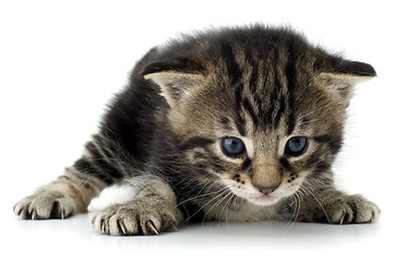 Image showing kitten