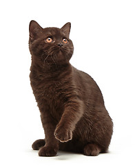 Image showing brown british short hair kitten, 3 month old