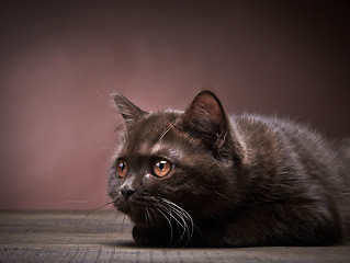 Image showing brown british short hair kitten, 3 month old