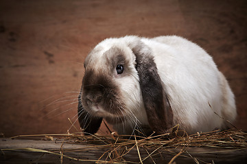 Image showing portrait of rabbit