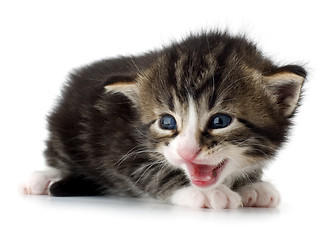 Image showing kitten