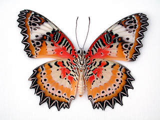 Image showing Colorful Butterfly On White