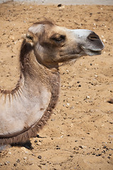 Image showing Camel