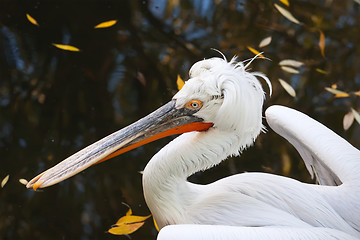 Image showing Pelican