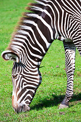 Image showing Zebra