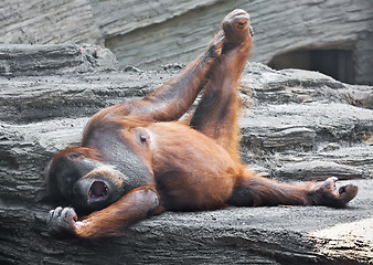 Image showing Orangutan