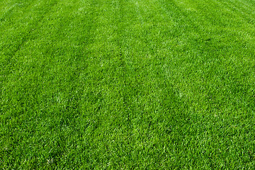 Image showing Green grass