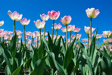 Image showing Tulip flowers