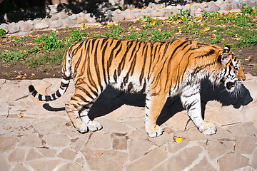 Image showing Tiger