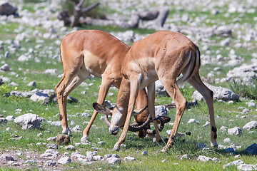 Image showing Male black-faced impala (Aepyceros melampus petersi)