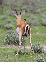 Image showing Springbok antelope (Antidorcas marsupialis) pooping