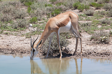 Image showing Springbok antelope (Antidorcas marsupialis), close-up, drinking