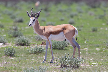 Image showing Springbok antelope (Antidorcas marsupialis)