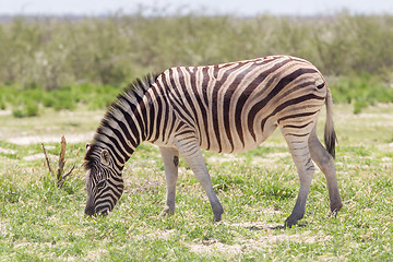 Image showing Burchells zebra (Equus Burchelli)