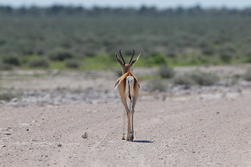 Image showing Springbok antelope (Antidorcas marsupialis) walking away