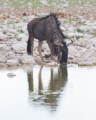 Image showing Wildebeest drinking at a waterhole, Etosha National Park