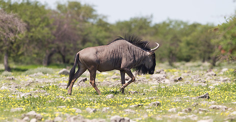 Image showing Wildebeest walking the plains of Etosha National Park