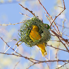 Image showing Southern Yellow Masked Weaver 