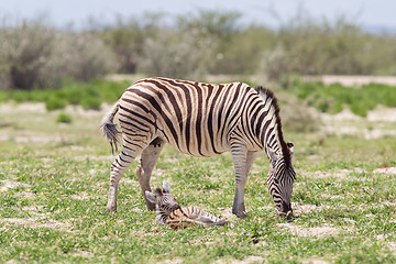 Image showing Burchells zebra (Equus Burchelli) with young