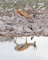 Image showing Springbok antelope (Antidorcas marsupialis)