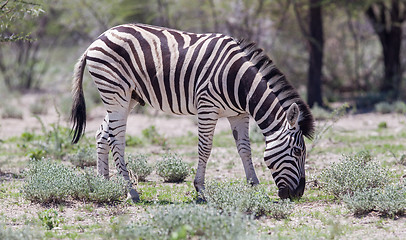 Image showing Burchells zebra (Equus Burchelli)