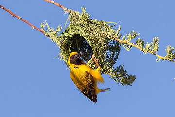 Image showing Southern Yellow Masked Weaver 