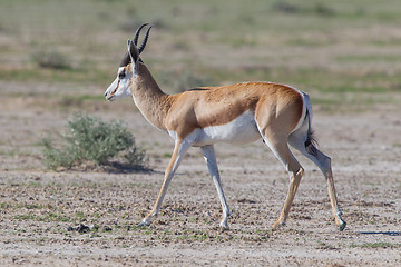 Image showing Springbok antelope (Antidorcas marsupialis)