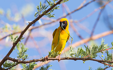 Image showing Southern Yellow Masked Weaver 