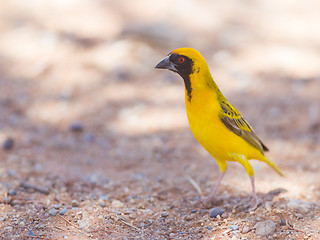 Image showing Southern Yellow Masked Weaver, selective focus on eyes