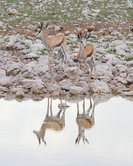 Image showing Springbok antelope (Antidorcas marsupialis)