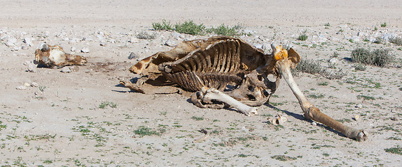 Image showing Killed giraffe