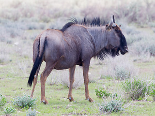 Image showing Wildebeest walking the plains of Etosha National Park