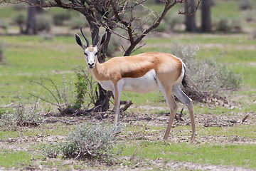 Image showing Springbok antelope (Antidorcas marsupialis)