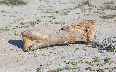 Image showing Giraffe bone