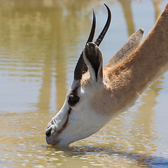 Image showing Springbok antelope (Antidorcas marsupialis), close-up, drinking