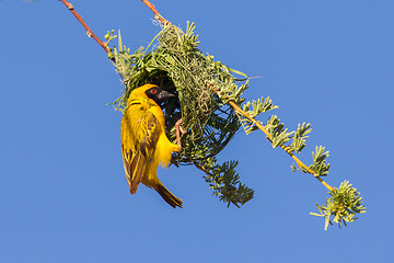 Image showing Southern Yellow Masked Weaver 