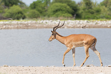 Image showing Male black-faced impala (Aepyceros melampus petersi)