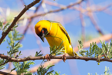 Image showing Southern Yellow Masked Weaver 