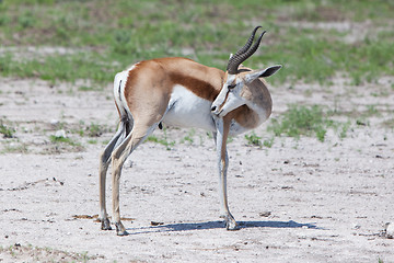 Image showing Springbok antelope (Antidorcas marsupialis)