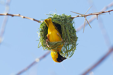 Image showing Southern Yellow Masked Weaver 