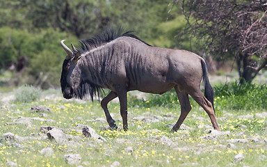 Image showing Wildebeest walking the plains of Etosha National Park