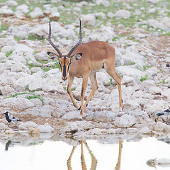 Image showing Male black-faced impala (Aepyceros melampus petersi)