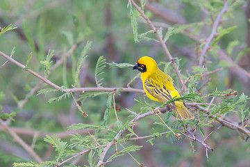 Image showing Southern Yellow Masked Weaver 