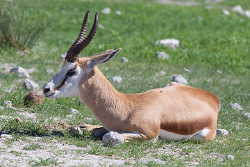 Image showing Springbok antelope (Antidorcas marsupialis)