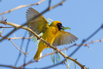 Image showing Southern Yellow Masked Weaver 